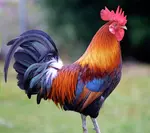 Ramblin' Rooster logo