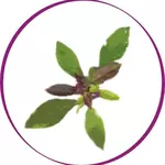 Sweet Basil Thai Cuisine logo